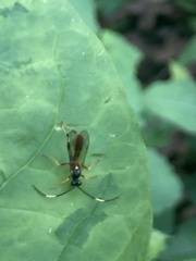 Polytribax contiguus
