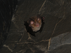 Rhinolophus euryale