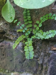 Asplenium trichomanes