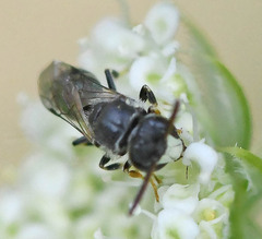 Hylaeus hyalinatus