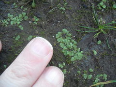 Riccia crystallina