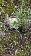 Aeonium glandulosum image