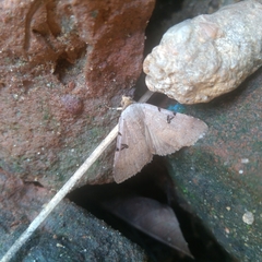 Lepidoptera