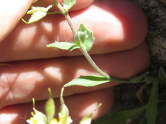 Draba petrophila