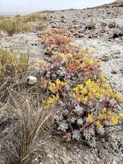 Dudleya gnoma