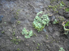 Riccia crystallina