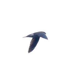 Aerodramus germani