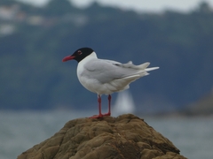 Ichthyaetus melanocephalus