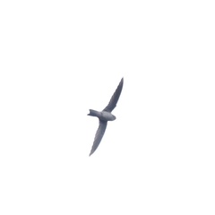 Aerodramus germani