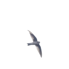 Aerodramus germani