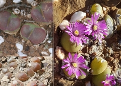 Gibbaeum nuciforme