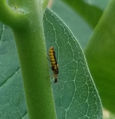 Trypherus frisoni