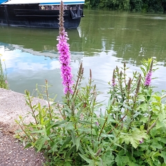 Lythrum salicaria