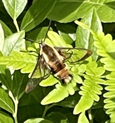 Hemaris aethra