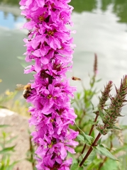 Lythrum salicaria