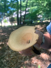 Polyporus radicatus