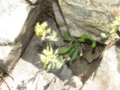 Draba petrophila