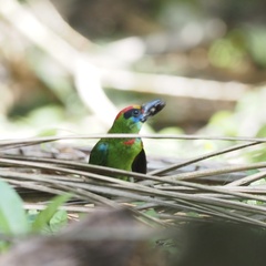 Psilopogon mystacophanos