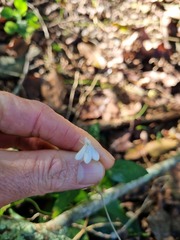 Rhinacanthus gracilis latilabiatus