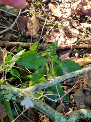 Rhinacanthus gracilis latilabiatus