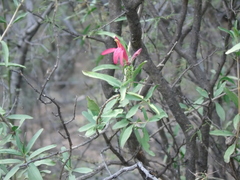 Justicia xylosteoides