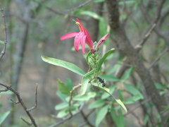 Justicia xylosteoides