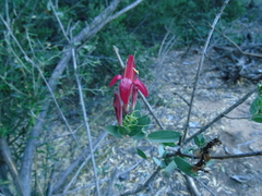 Justicia xylosteoides