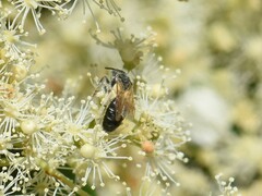 Andrena proxima