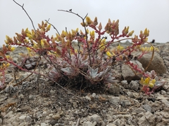 Dudleya gnoma