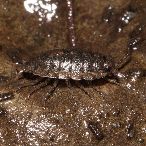 Broad Rockslater