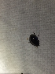 Limnohydrobius melaenus