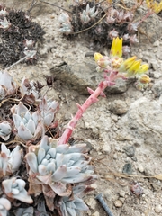 Dudleya gnoma