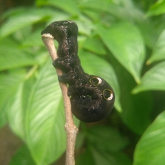 Lepidoptera