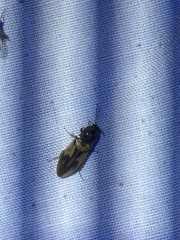 Stropenron hieroglyphica