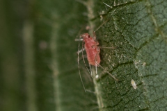 Microlophium carnosum