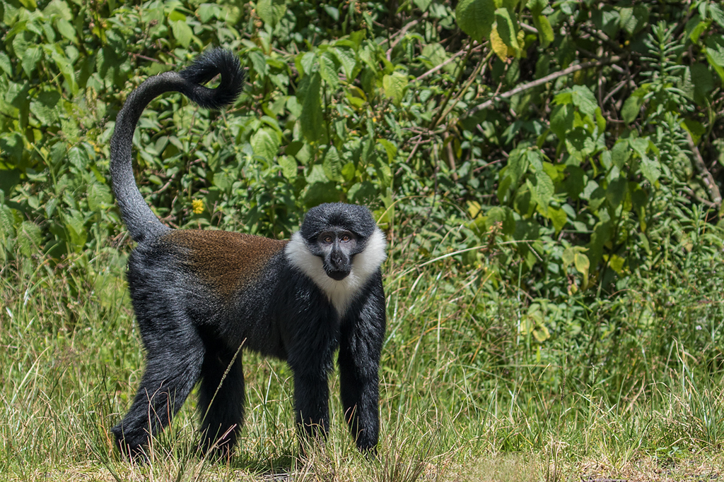 L'Hoest's Monkey