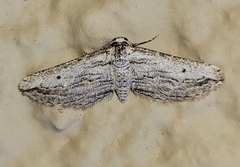 Nepterotaea