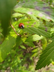 Harmonia axyridis