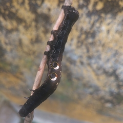 Lepidoptera