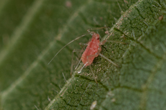 Microlophium carnosum