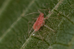 Microlophium carnosum