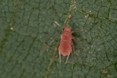 Microlophium carnosum