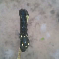 Lepidoptera