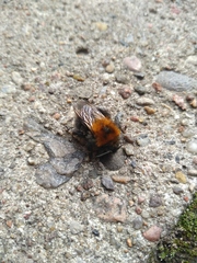 Bombus