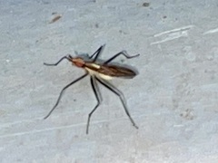 Telostylinus