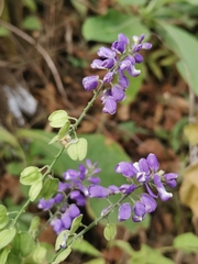 Hebecarpa caracasana