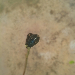 Lepidoptera