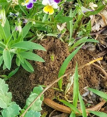 Agapostemon coloradinus