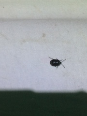 Sehirus cinctus albonotatus