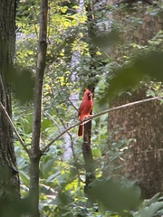 Cardinalis cardinalis